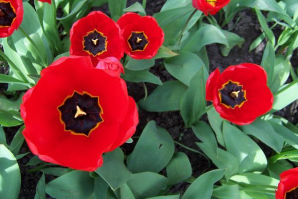 Tulipany.
