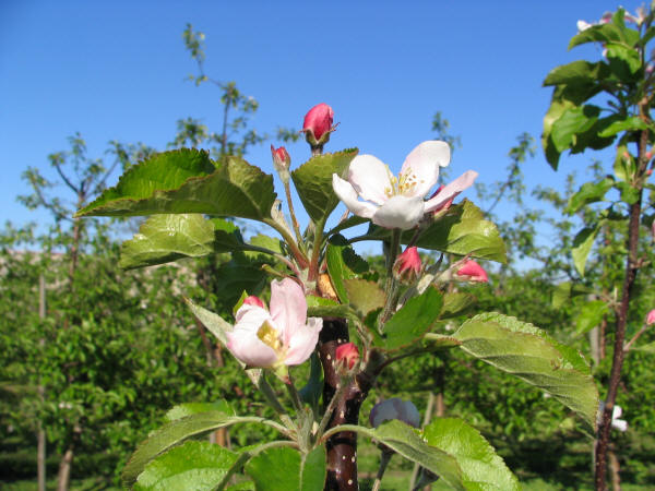 Kwitnąca jabłoń
