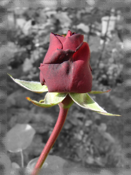 Róża.
