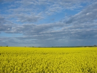 Krajobraz niebiesko-żółty